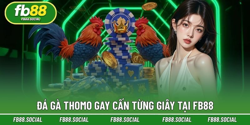 Xem đá gà trực tiếp từ Campuchia và Philippines